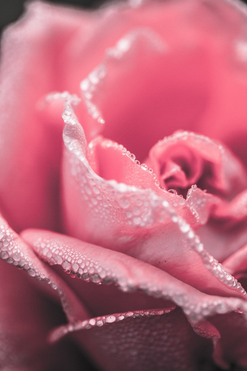 pink, rose, dew-765487.jpg